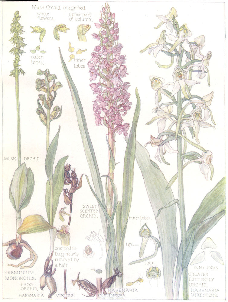 ORCHIDS.Orchidaceae.Musk Sweet Scented Frog Greater Butterfly Orchids 1907